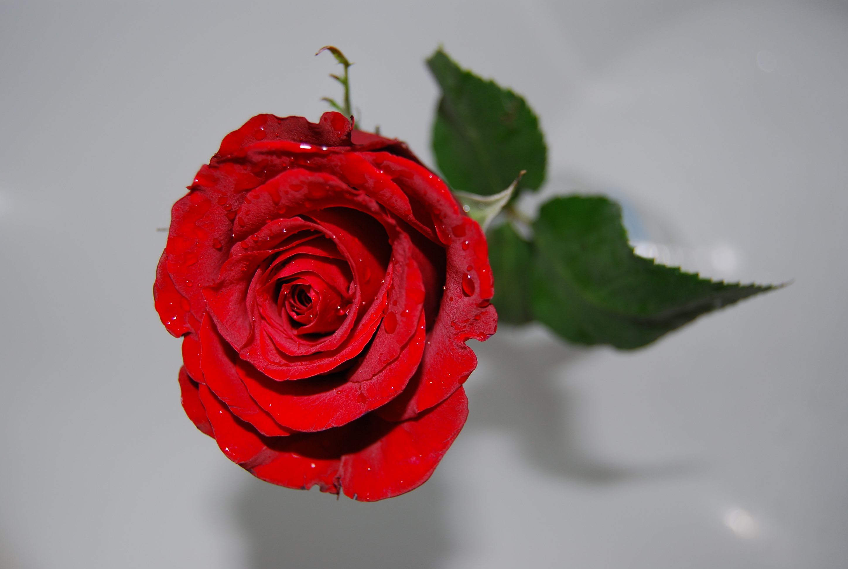 نامه ای به دوستان: عکس گل رز های زیبا