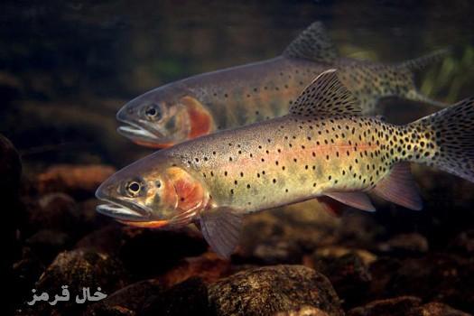 colorado-cutthroat-trout-photo-107%5B1%5