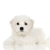 678624-puppy-maltese-dog-lying-down-in-f
