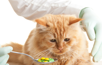 استفراغ بچه گربه , راههای درمان اسهال خونی در گربه , اسهال گربه استفراغ بوی بد دهان 