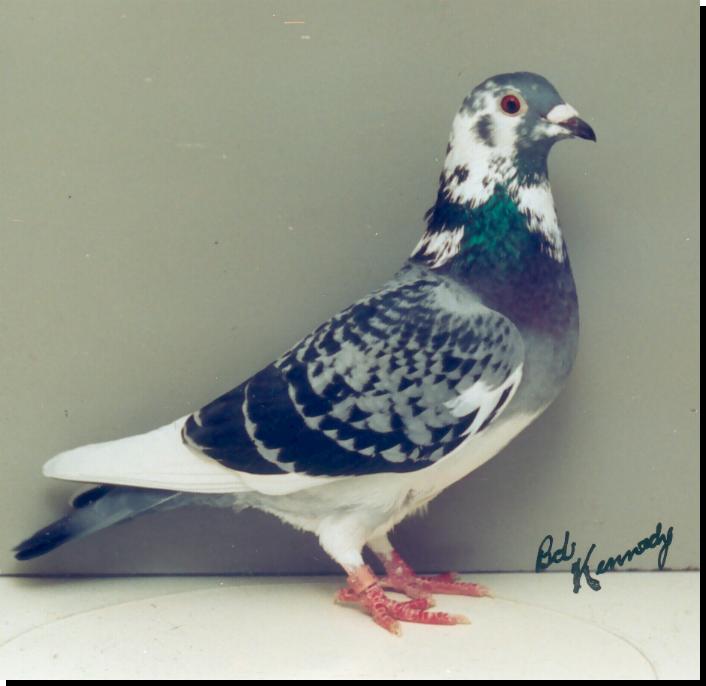 Pigeon1012.jpg
