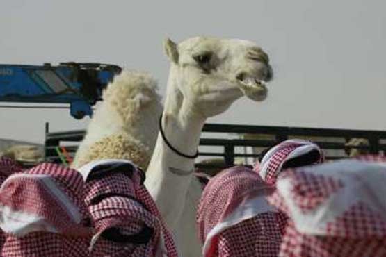 اخبار,اخبار گوناگون,ملکه زیبایی شترها در عربستان
