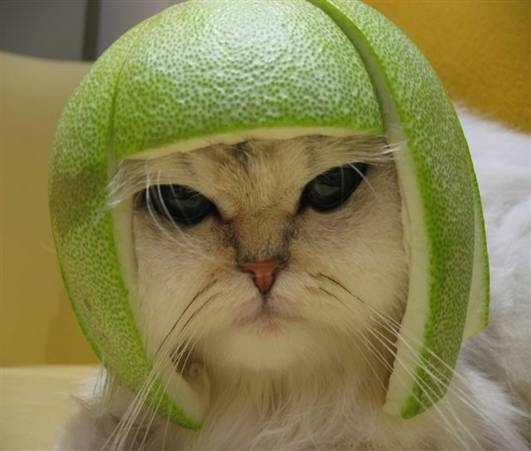 Funny-Cat-Green-Avacado.jpg