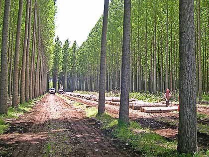 اصول زراعت چوب و توسعه درخت‌کاری در شمال ایران