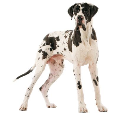 Немецкий дог Собаки. Каталог пород собак, виды собак, фото и описание