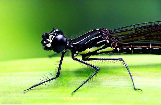 عکس های شگفت انگیز حشرات پنج