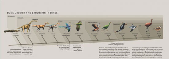 ,دایناسورها چگونه به پرندگان امروزی تبدیل شدند؟ پرنده,تکامل,دایناسور,اخبار علمی تازه های فناوری اخبار آموزشی
