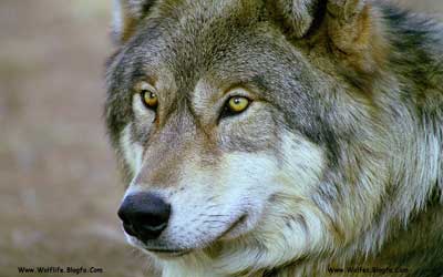 گرگ (گرگِ خاکِستَری)،Wolf،Wolves