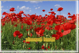 zimanê kurdî