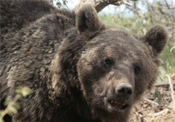 6 سکانس برای شکار خرس کوه نیر