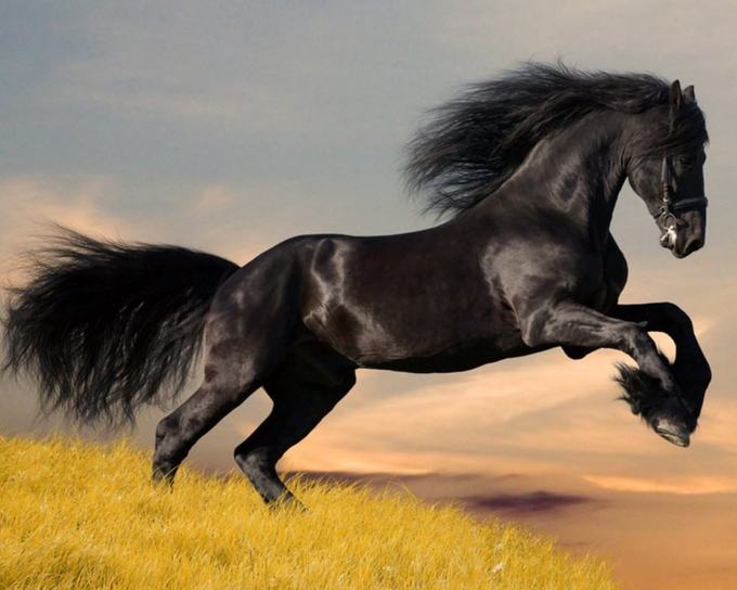 عکس های اسب های زیبا 