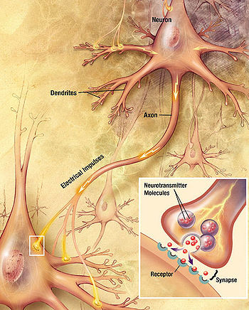  nervous system 