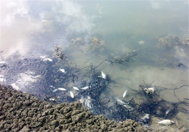 مرگ هزاران قطعه ماهی در سد شیان