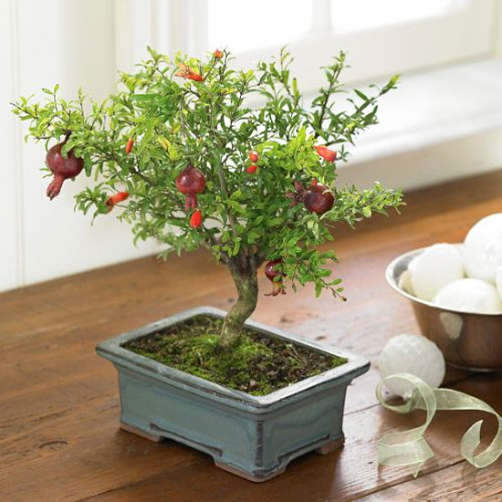 pomegranate-bonsai-tree-1.jpg