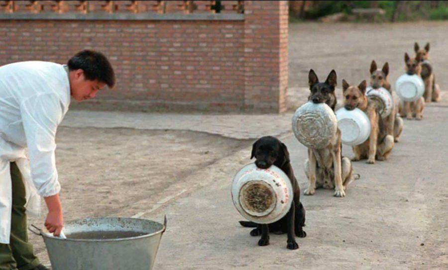 اخبار گوناگون,خبرهای  گوناگون, سگ‌های پلیس چین در صف غذا