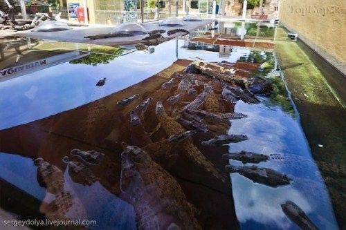 گالری عکس های جالب و زیبا,تمساح های پرنده در استرالیا! +عکس تمساح,استرالیا,داروین