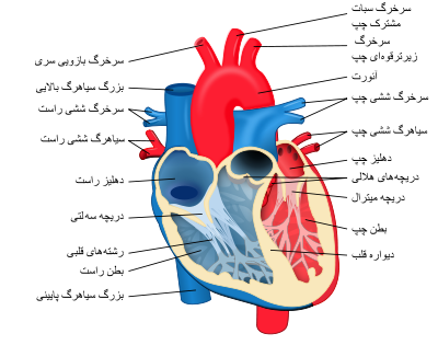 قلب پرتوان طب سنتی , علت بیماری قلبی و عروقی , مهمترین علایم ناراحتی قلبی در جوانان 