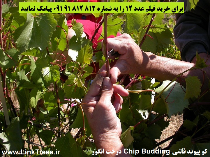تصاویری از کو پیوند قاشی Chip Budding درخت انگور