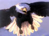 eagle1027.jpg