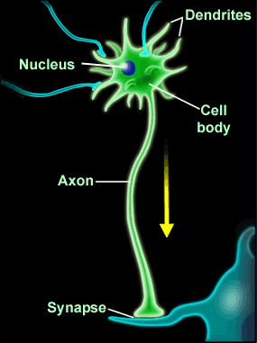 ساختار و کار نورون