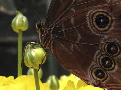عکس های زیبا از پروانه ها در طبیعت
