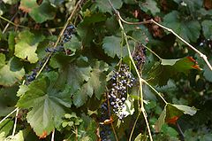 240px-Vitis_californica_with_grapes.jpg