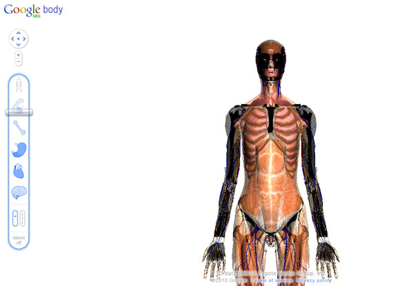 Anatomy06.jpg