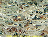 تصویری از کرم های سفید که از غذاهای زنده ماهی گوپی می باشد