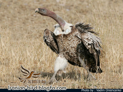 دال پشت سفید - Asian white-backed vulture