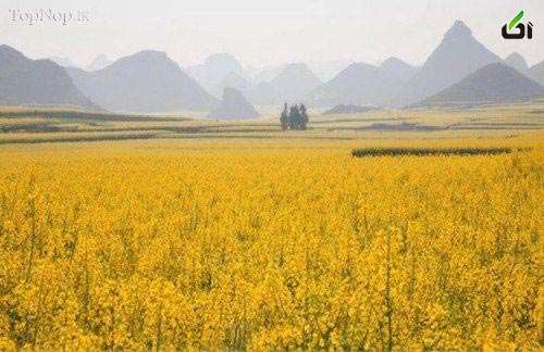 عکس های طبیعت,مزرعه های فوق زیبای دانه های کلزا +عکس مزرعه,چین