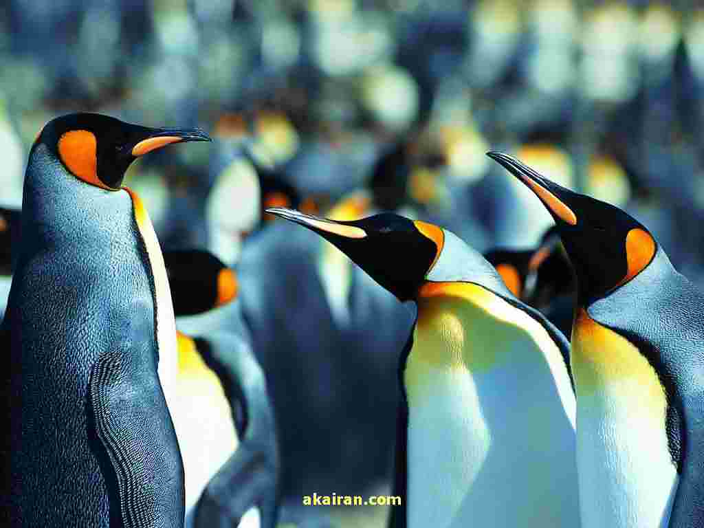 عکس پنگوئن,عکس پنگوئن کارتونی,عکس پنگوئن ها,[categoriy]