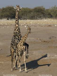 Giraffa camelopardalis angolensis (mating) زرافهٔ مرد (عقب) در حال آمیزش جنسی با زرافهٔ زن (جلو)