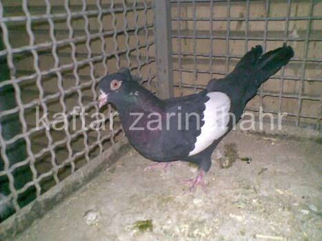 iranian pigeons کبوتر سرک رسمی سیاه