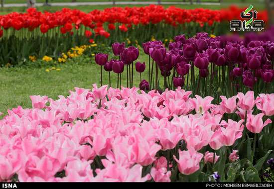 عکس, باغ گل‌های پیازی در مشهد مشهد,گل‌های پیازی,عکس های طبیعت
