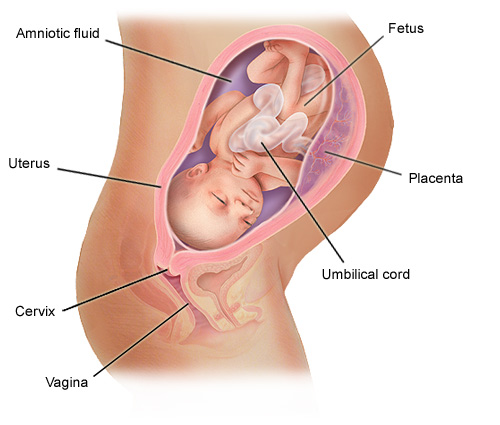 annotated-fetus-8m.jpg