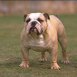 Bulldog puppy