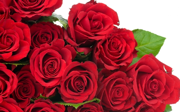 برای مشاهده اندازه واقعی دسته گل رز قرمز بسیار زیبا  کلیک کنید