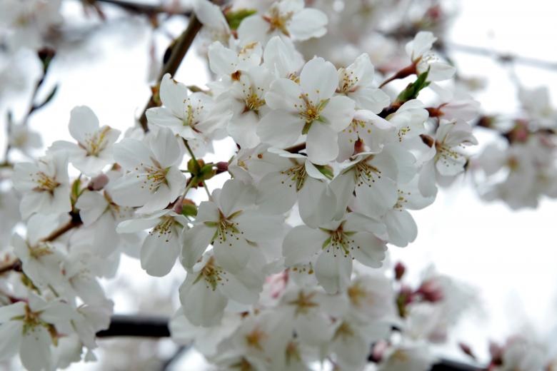 اخبار,انعکاس,شکوفه های گیلاس