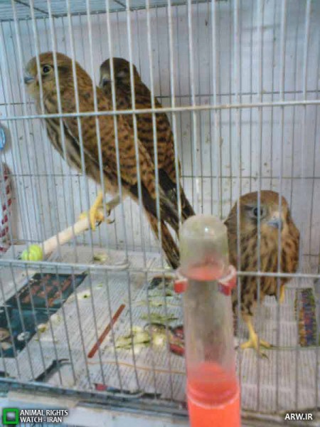 مانور مقابله با خرید و فروش پرندگان شکاری
