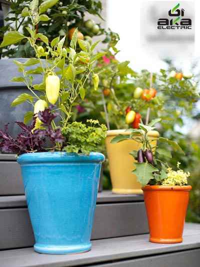 پرورش گل و گیاه در خانه , پرورش سبزیجات در آپارتمان 