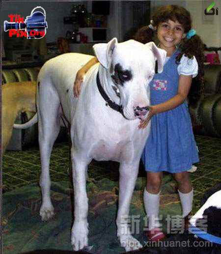 بزرگترین سگ ایران , زیباترین سگ دنیا , عکس سگ سرابی 