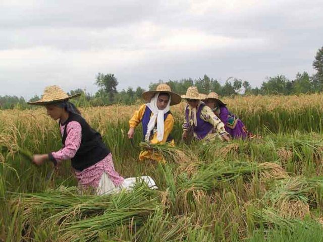 مزارع برنج گیلان