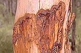 صمغ کینو گیاه دارویی اوکالیپتوس Eucalyptus globulus