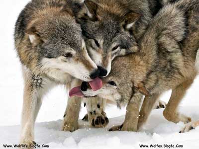 گرگ خاکستری ، Wolf،Wolv