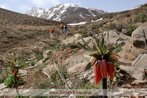 صعود گلستان کوه - محمد گائینی