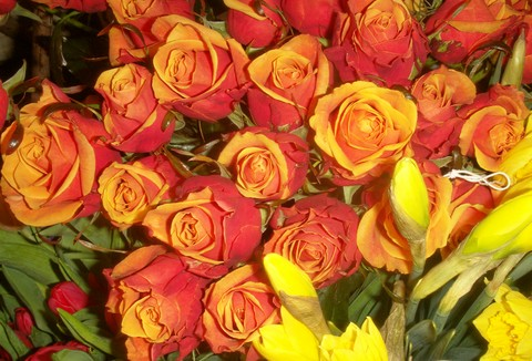 معنی رنگ انواع گل رز ! -www.jazzaab.ir