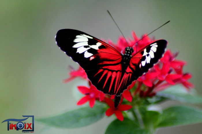 زیباترین, پروانه های, دنیا,عکس های طبیعت