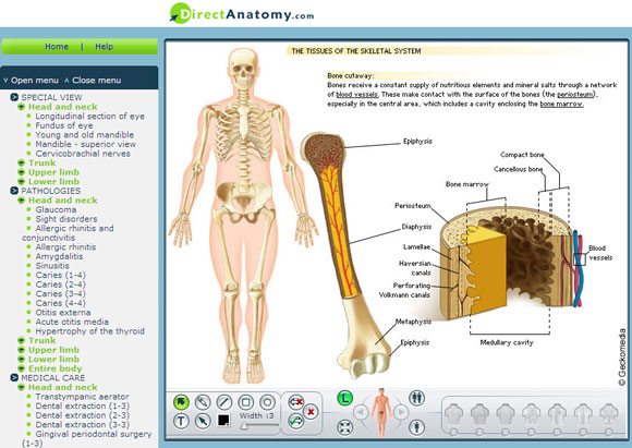 Anatomy03.jpg