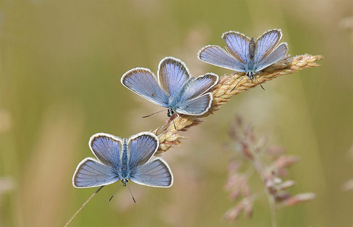 butterfly-in-the-row.jpg