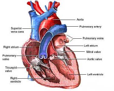 اناتومی و فیزیولوژی قلب